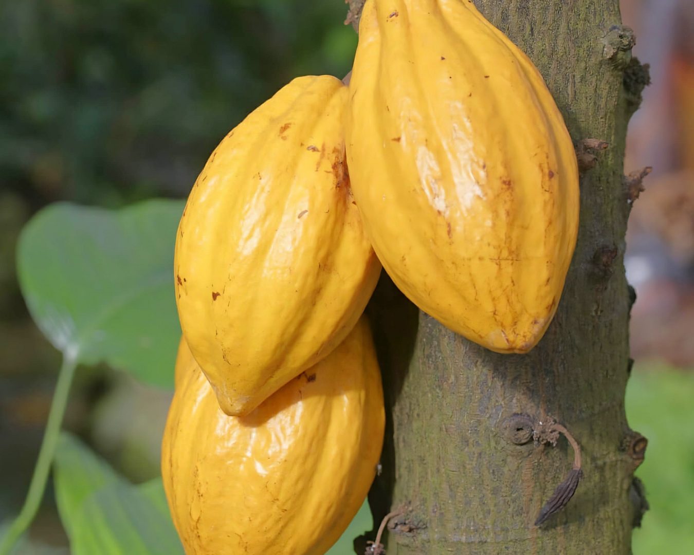cacao 1